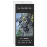 Least and Crested Auklets Full Color Rack Card