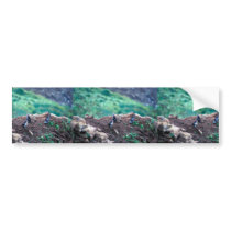 Least Auklets on Bluff Edge Bumper Sticker