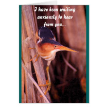 Least Bittern Greeting Cards