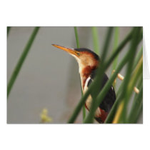 Least Bittern cards