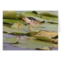Least Bittern Cards