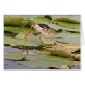 Least Bittern cards by wildlifezoo Least Bittern cards