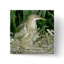 Least Bittern (female) with young Pinback Buttons