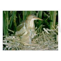 Least Bittern (female) with young Cards