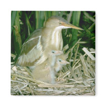 Least Bittern (female) with young Magnet
