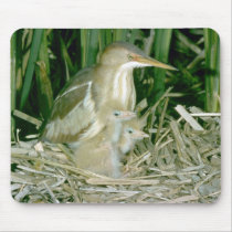 Least Bittern (female) with young Mouse Pad