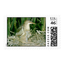 Least Bittern (female) with young Stamps