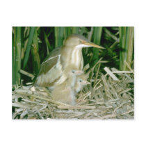 Least Bittern (female) with young Postcard