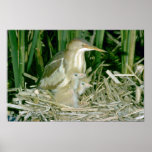 Least Bittern (female) with young posters