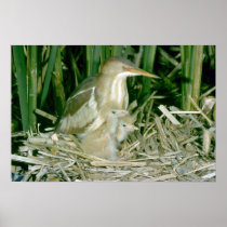 Least Bittern (female) with young Posters