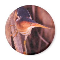 Least Bittern Fridge Magnet