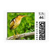Least Bittern Postage Stamp