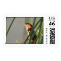 Least Bittern postage by wildlifezoo Least Bittern postage