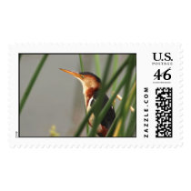 Least Bittern postage by wildlifezoo Least Bittern postage
