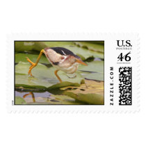 Least Bittern postage by wildlifezoo Least Bittern postage