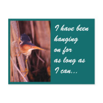 Least Bittern Post Cards
