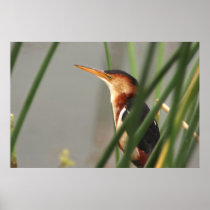 Least Bittern Poster