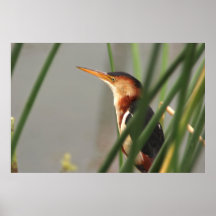 Least Bittern Poster
