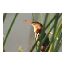 Least Bittern posters by wildlifezoo Least Bittern posters