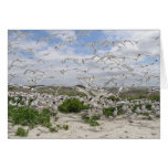 Least & Royal Tern Colony