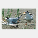 Least Terns Stickers