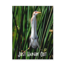 leastbittern, Just Hangin' Out Postcards