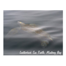 Leatherback Sea Turtle Postcard