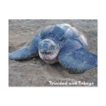 Leatherback Turtle in Trinidad and Tobago postcards