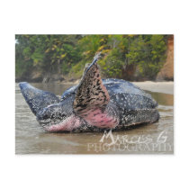 Leatherback Turtle postcards