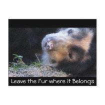 Leave the Fur where it Belongs postcards by all_creatures Leave the Fur where it Belongs postcards