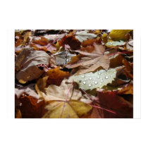 Leaves and dew drops posters