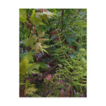 Leaves and Ferns Postcard postcards