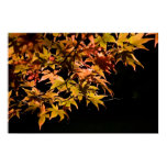 fall, autumn, acer, golden, leaves, leaf, poster,
