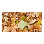 Leaves, Autumn Photo Greeting Card