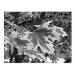 Leaves in Black & White Post Card