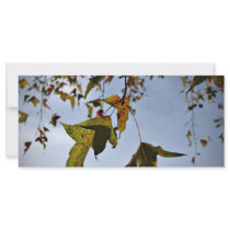 Leaves in fall rack cards by fotoplus Leaves in fall rack cards