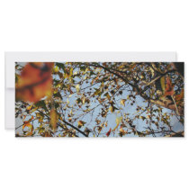 Leaves in fall rack cards by fotoplus Leaves in fall rack cards