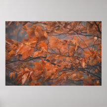 Leaves in Fog & Rain Poster