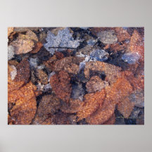 Leaves in Ice Posters