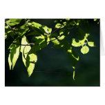 Leaves in light greeting cards