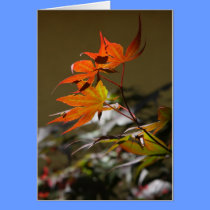 Leaves in Sunlight cards