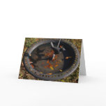 Leaves in the birdbath - Greeting / note card