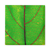 leaves magnets