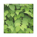 Leaves magnets