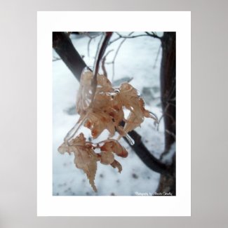Leaves of Glass print