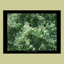 Leaves Of Green posters