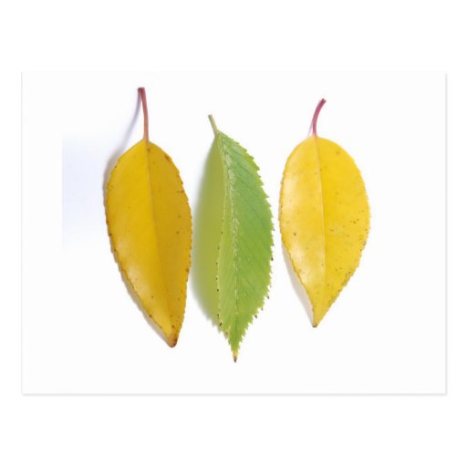 Leaves on a white background post card