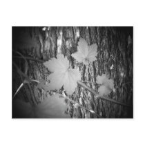 Leaves on Bark Post Cards