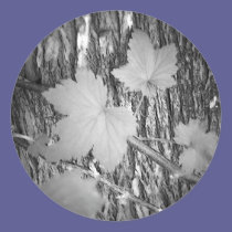 Leaves on Bark stickers