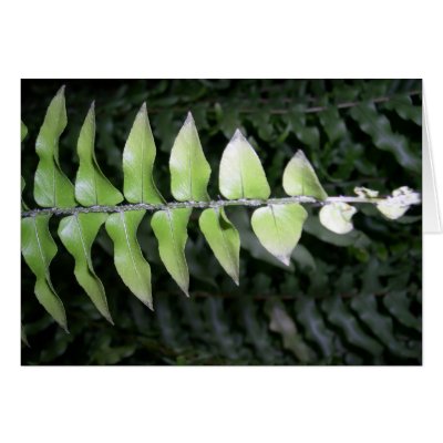 leaves over leaves greeting card by gigicara